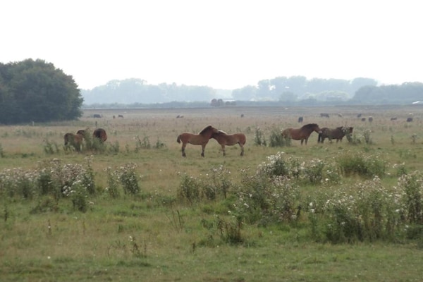 Foto van Lodge in Schaijk bij Vakantiepark - Vakantiehuis in Schaijk - AreaSummer5KM