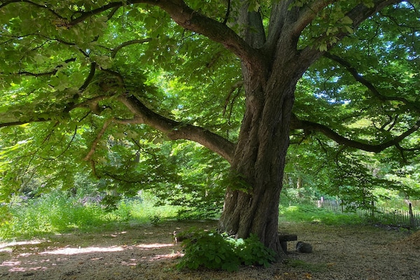 Foto van Dorpswoning in Leende bij Sterrenrestaurant - Vakantiehuis in Leende - GardenSummer
