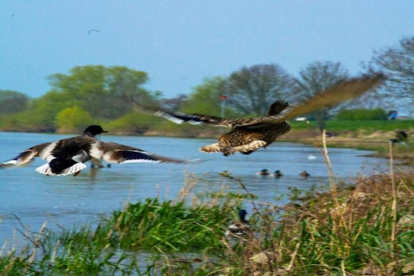 Foto van Villa in Klein Vink met eigen tuin - Vakantiehuis in Arcen - AreaSummer20KM