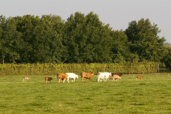 Foto van Vakantiehuis Bemelen bij natuurgebied - Vakantiehuis in Bemelen - AreaSummer20KM