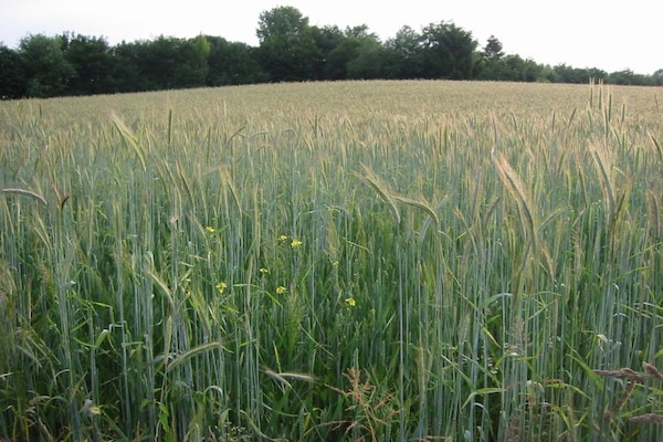 Foto van Vakantiehuis Bemelen bij natuurgebied - Vakantiehuis in Bemelen - AreaSummer20KM