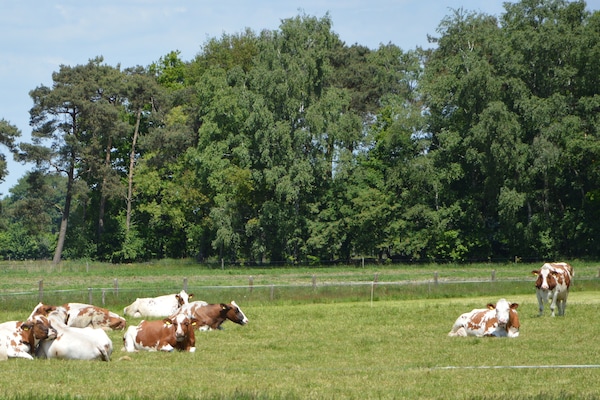 Foto van Vakantiehuis in Haaksbergen bij Meer - Vakantiehuis in Haaksbergen - AreaSummer5KM