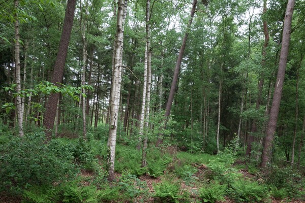 Foto van Buitenplaats de Berghorst - Vakantiehuis in Stegeren - GardenSummer
