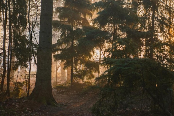 Foto van Boshuis in Appelscha bij Nationale Parken - Vakantiehuis in Appelscha - AreaSummer20KM