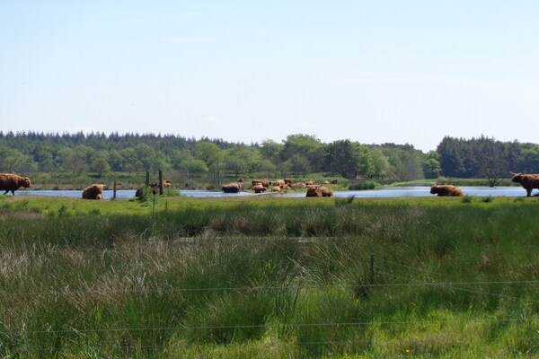 Foto van Boerderij in Fochteloo bij Nationaal Park - Vakantiehuis in Fochteloo - AreaSummer1KM