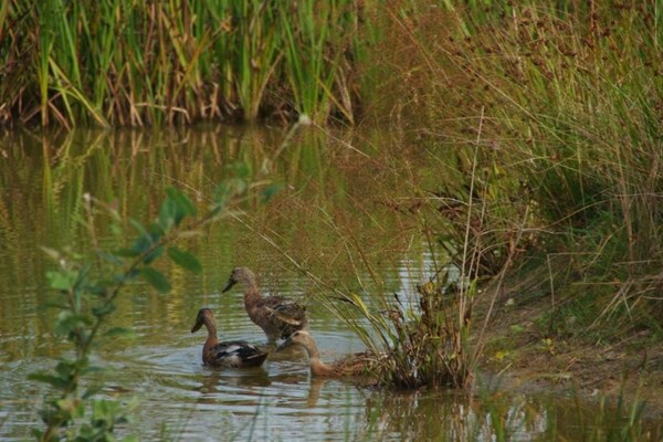 Foto van Boerderij in Fochteloo bij Nationaal Park - Vakantiehuis in Fochteloo - AreaSummer20KM