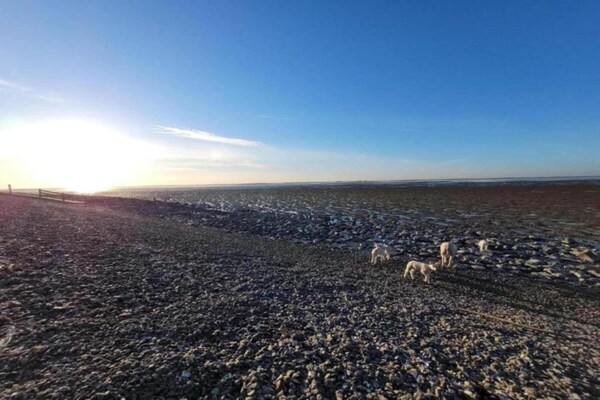 Foto van Modern chalet vlakbij het Sneekse Meer - Vakantiehuis in Terkaple - AreaSummer20KM