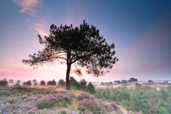 Foto van Gezellig chalet in het Borgerbos - Vakantiehuis in Borger - AreaSummer20KM
