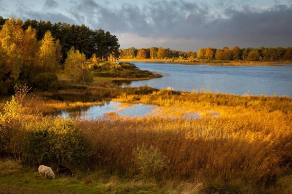Foto van Chalet met vaatwasser nabij natuurreservaat - Vakantiehuis in Borger - AreaSummer20KM