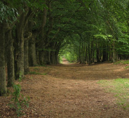 Vakantie met hond op de Veluwe