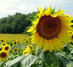Vakantie met hond in Frankrijk